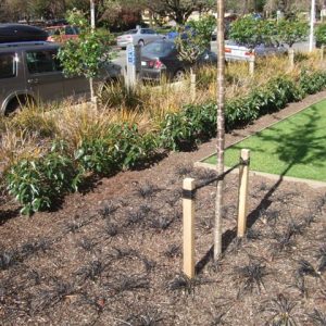 Commercial Landscaping Planting and Staking