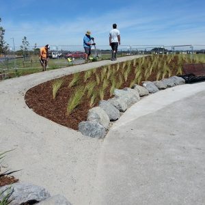 Commercial Landscaping Planting