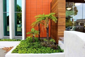 Landscaping with ferns