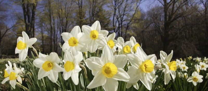 daffoldils_is4452692m