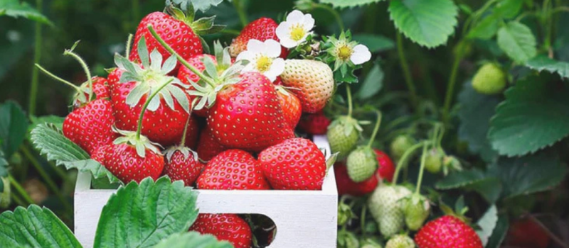 strawberries